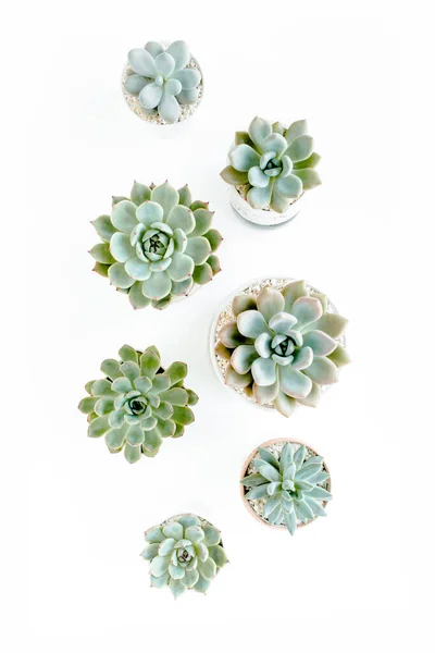 Plantas de casa verde em vaso, plantas suculentas isoladas em fundo branco. Deitado plano, vista superior. — Fotografia de Stock