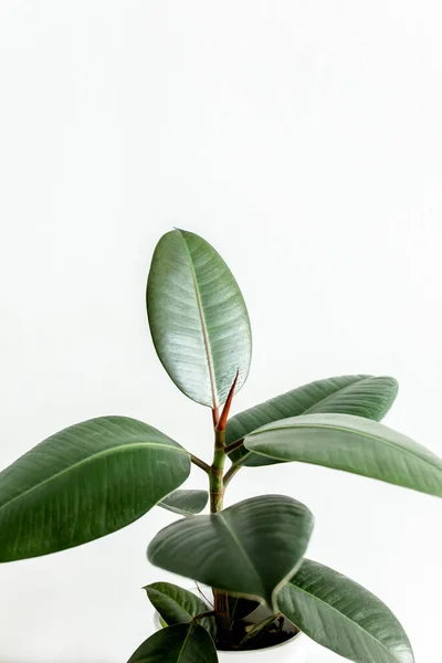 Inicio planta hoja verde ficus benjamina, elastica sobre fondo claro — Foto de Stock