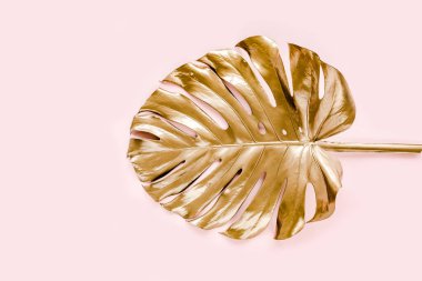 Altın tropikal palmiye pembe arka planda Canavar bırakır. Düz konum, üst görünüm minimum konsept.