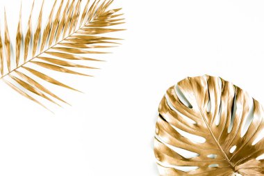 Altın tropikal palmiye beyaz arka planda Canavar bırakır. Düz konum, üst görünüm minimum konsept.