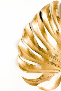 Altın tropikal palmiye beyaz arka planda Canavar bırakır. Düz konum, üst görünüm minimum konsept.