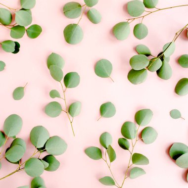 Okaliptüs dalları deseni. Doğal duvar kağıdı. Düz yatış, üst görünüm