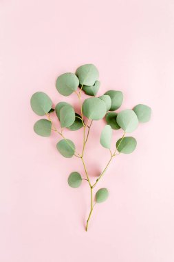 Pembe arka planda yeşil dal okaliptüs. düz yatış, üst görünüm
