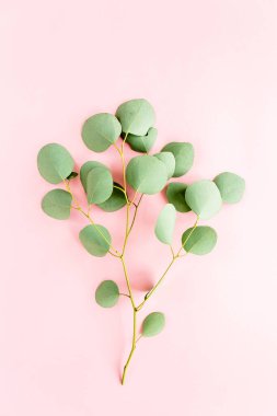 Pembe arka planda yeşil dal okaliptüs. düz yatış, üst görünüm
