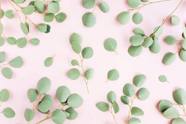 Okaliptüs dalları deseni. Doğal duvar kağıdı. Düz yatış, üst görünüm