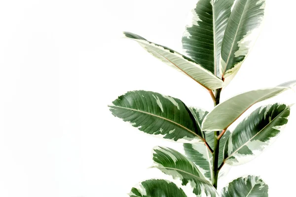 Domácí rostlina v bílém květináči, zelený list fíkus benjamina, elastica na lehkém pozadí — Stock fotografie
