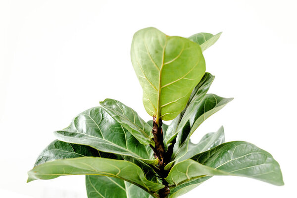 Home plant green leaf ficus benjamina, elastica on a light background 