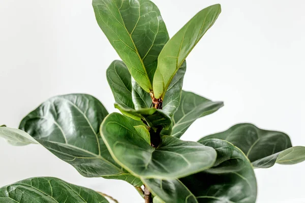 Домашнее растение зеленый лист фикуса бенджамина, эластичность на светлом фоне — стоковое фото