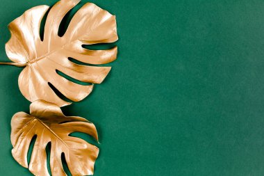 Altın tropikal palmiye yeşil arka planda Canavar bırakır. Düz konum, üst görünüm minimum konsept.