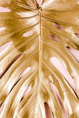 Altın tropikal palmiye pembe arka planda Canavar bırakır. Düz konum, üst görünüm minimum konsept.