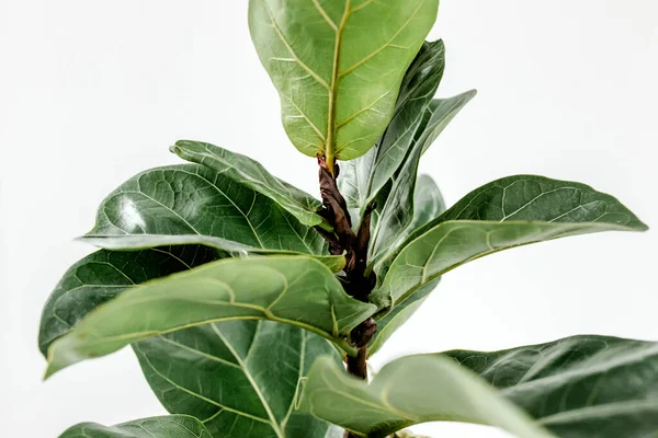 Home plant groen blad ficus benjamina, elastica op een witte achtergrond — Stockfoto