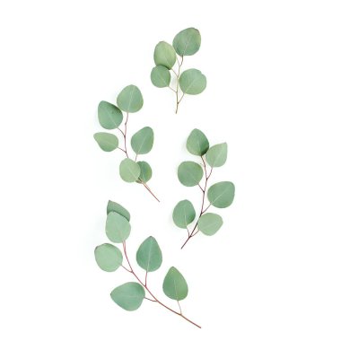 Beyaz arkaplanda yeşil yapraklar izole edilmiş.