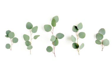 Beyaz arkaplanda yeşil yapraklar izole edilmiş.