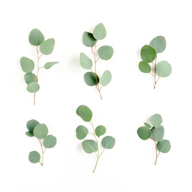 Beyaz arkaplanda yeşil yapraklar izole edilmiş.