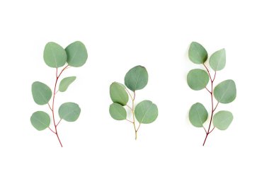 Beyaz arkaplanda yeşil yapraklar izole edilmiş.