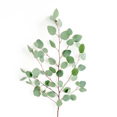 Beyaz arkaplanda yeşil yapraklar izole edilmiş.