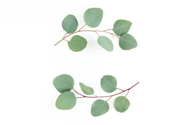 Okaliptüsten yapılmış çelenk çerçevesi ve beyaz arka planda izole edilmiş yapraklar. Düz uzan, üst görünüm