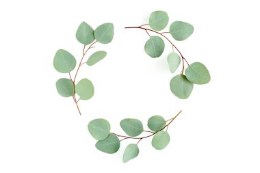 Okaliptüsten yapılmış çelenk çerçevesi ve beyaz arka planda izole edilmiş yapraklar. Düz uzan, üst görünüm