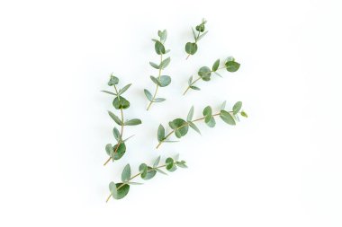 Beyaz arkaplanda yeşil yapraklar izole edilmiş.