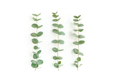 Beyaz arkaplanda yeşil yapraklar izole edilmiş.