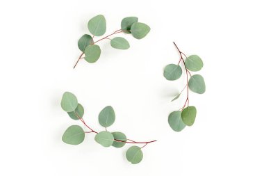 Okaliptüsten yapılmış çelenk çerçevesi ve beyaz arka planda izole edilmiş yapraklar. Düz uzan, üst görünüm