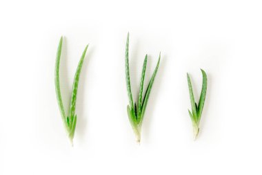 Aloe Vera beyaz arka planda izole edilmiş. İlaç fabrikası. Tedavi etmek ve krem yapmak için kullanılır. Düz yatıyordu. Üst görünüm.
