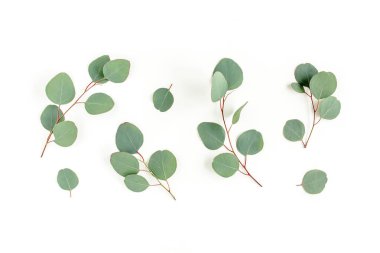 Beyaz arkaplanda yeşil yapraklar izole edilmiş.