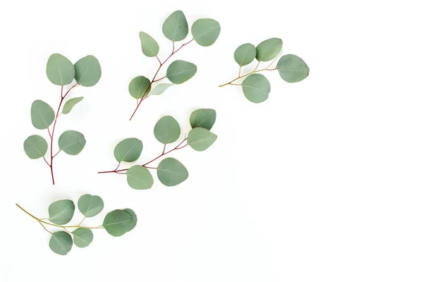 Hijau daun eukaliptus terisolasi pada latar belakang putih. — Stok Foto