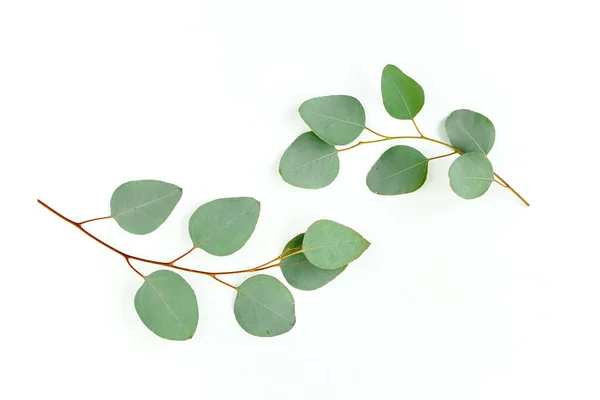 Gröna blad eukalyptus isolerad på vit bakgrund. — Stockfoto