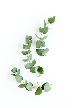 Beyaz arkaplanda yeşil yapraklar izole edilmiş.