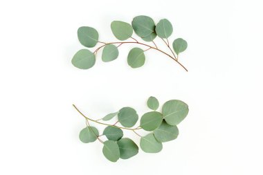 Okaliptüsten yapılmış çelenk çerçevesi ve beyaz arka planda izole edilmiş yapraklar. Düz uzan, üst görünüm