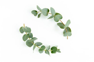 Okaliptüsten yapılmış çelenk çerçevesi ve beyaz arka planda izole edilmiş yapraklar. Düz uzan, üst görünüm