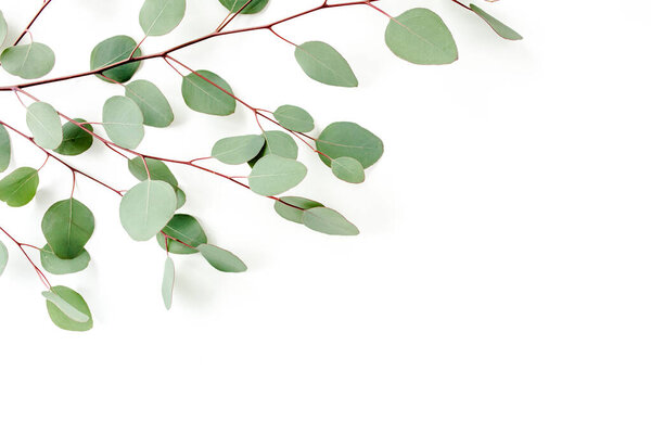 Green leaves eucalyptus isolated on white background.