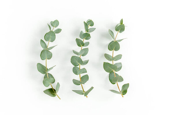 Green leaves eucalyptus isolated on white background.