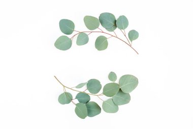 Okaliptüsten yapılmış çelenk çerçevesi ve beyaz arka planda izole edilmiş yapraklar. Düz uzan, üst görünüm