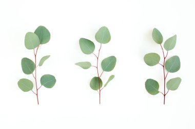 Beyaz arkaplanda yeşil yapraklar izole edilmiş.