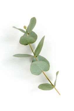 Beyaz arkaplanda yeşil yapraklar izole edilmiş.