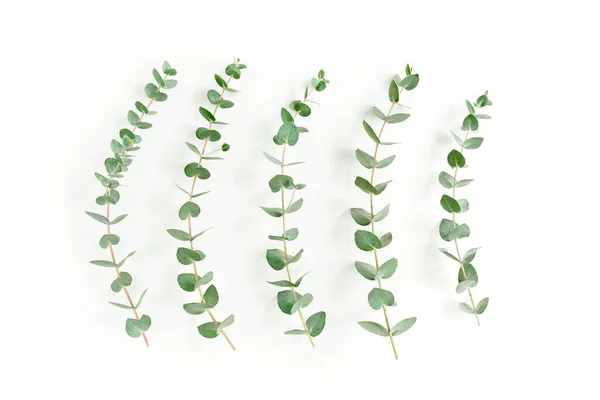 Groene bladeren eucalyptus geïsoleerd op witte achtergrond. — Stockfoto