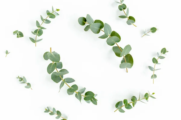 Wreath frame made of branches eucalyptus and leaves isolated on white background. lay flat, top view — Stock Photo, Image