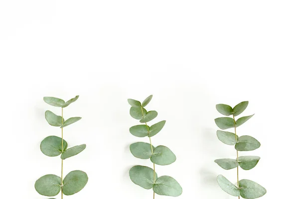 Groene bladeren eucalyptus geïsoleerd op witte achtergrond. — Stockfoto