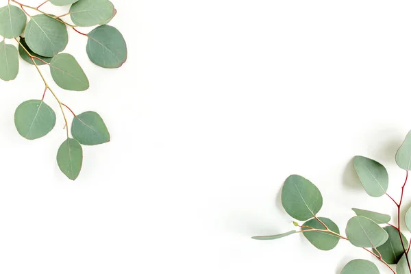Hojas verdes de eucalipto aisladas sobre fondo blanco. — Foto de Stock