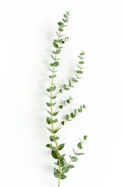 Hojas verdes de eucalipto aisladas sobre fondo blanco. — Foto de Stock