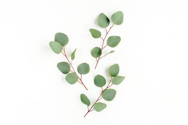 Beyaz arkaplanda yeşil yapraklar izole edilmiş.