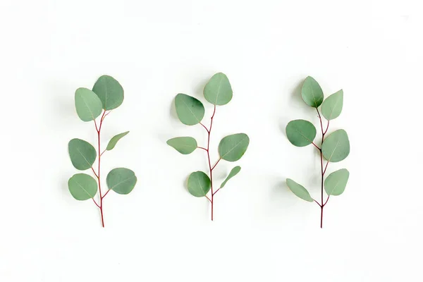 Zelené listy eukalyptu izolované na bílém pozadí. — Stock fotografie