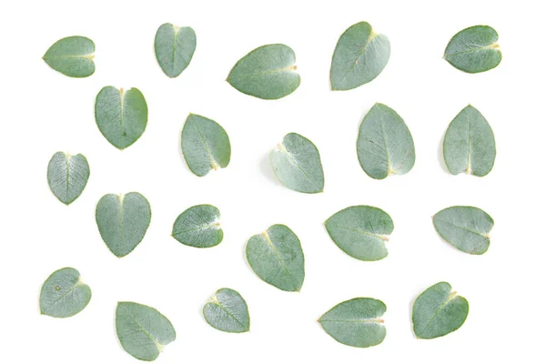 Mönsterstruktur med gröna blad eukalyptus isolerad på vit bakgrund. låg platt, ovanifrån — Stockfoto
