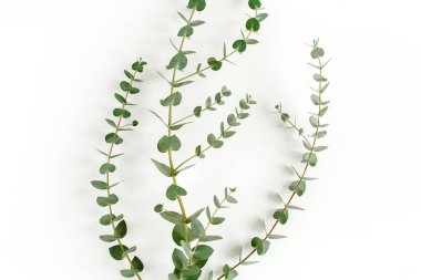 Beyaz arkaplanda yeşil yapraklar izole edilmiş.