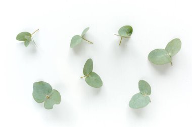 Beyaz arka planda yeşil yapraklı okaliptüs deseni. Düz uzan, üst görünüm