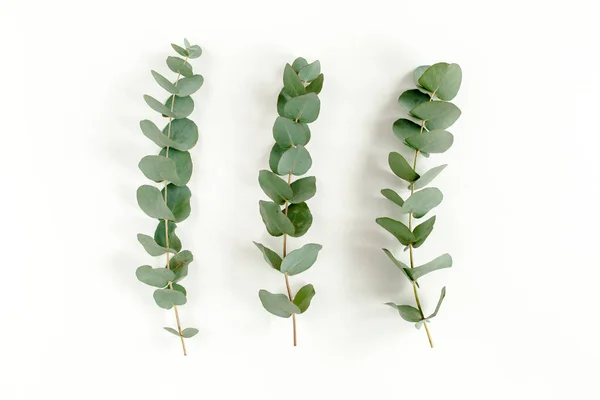 Feuilles vertes eucalyptus isolées sur fond blanc. — Photo