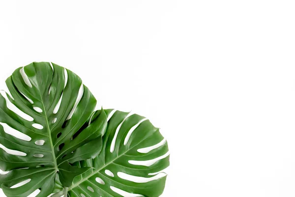Тропические пальмовые листья Монстера на белом фоне. Плоский, вид сверху. — стоковое фото
