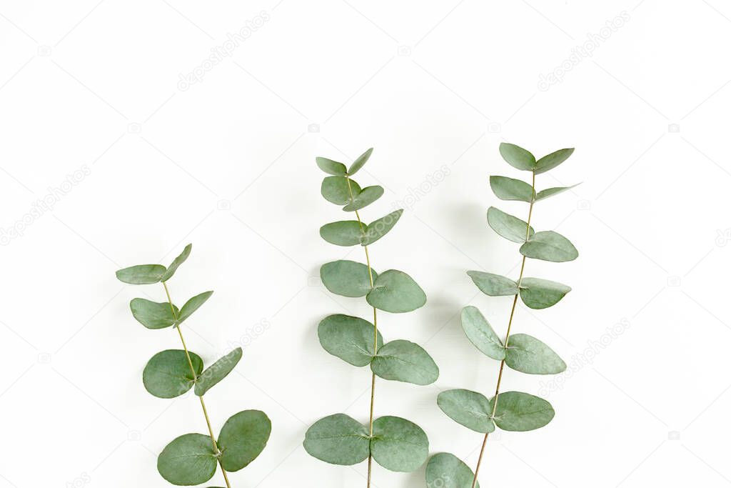 Green leaves eucalyptus isolated on white background.